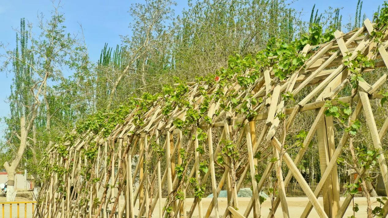 墨玉县也迎来了葡萄开墩上架的繁忙季节