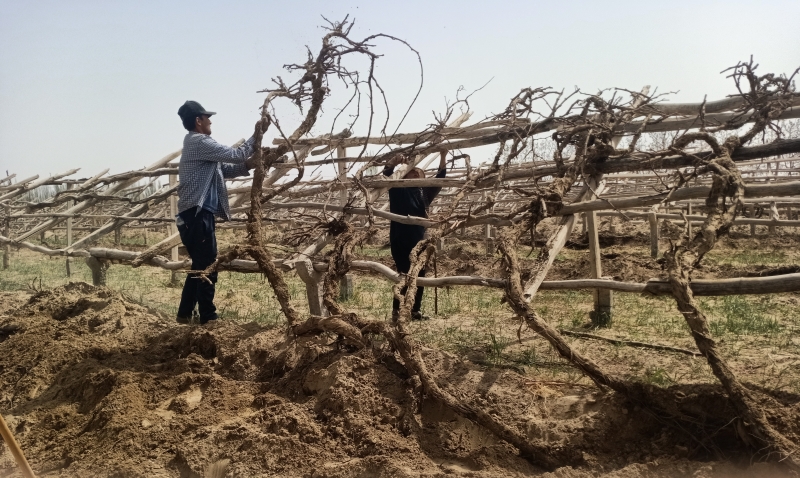 藏在土里过冬的葡萄藤一一挖出，并精心整理上架