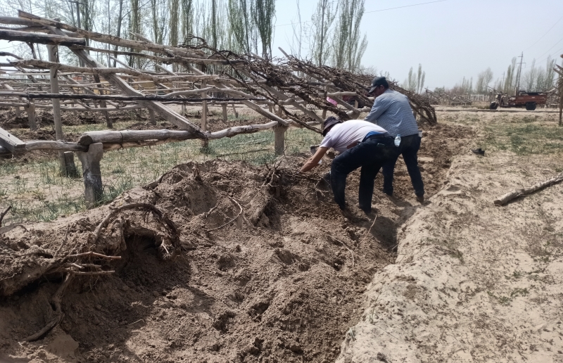 村民正在整理葡萄架