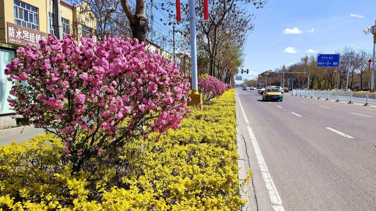 C:\Users\Administrator\Desktop\2024年4月12日，新疆察布查尔：一路&ldquo;梅&rdquo;花 与你相伴图片。华岩明摄（13999388301）\2024年4月12日，新疆察布查尔：一路&ldquo;梅&rdquo;花 与你相伴图片。华岩明摄（13999388301）\4月12日，察布查尔锡伯自治县查鲁盖路东街，一树树榆叶梅花团与宽敞马路相互映衬，更显华丽。华岩明摄c037dfcc6c6d11809e99868ad9316e9_副本.jpg