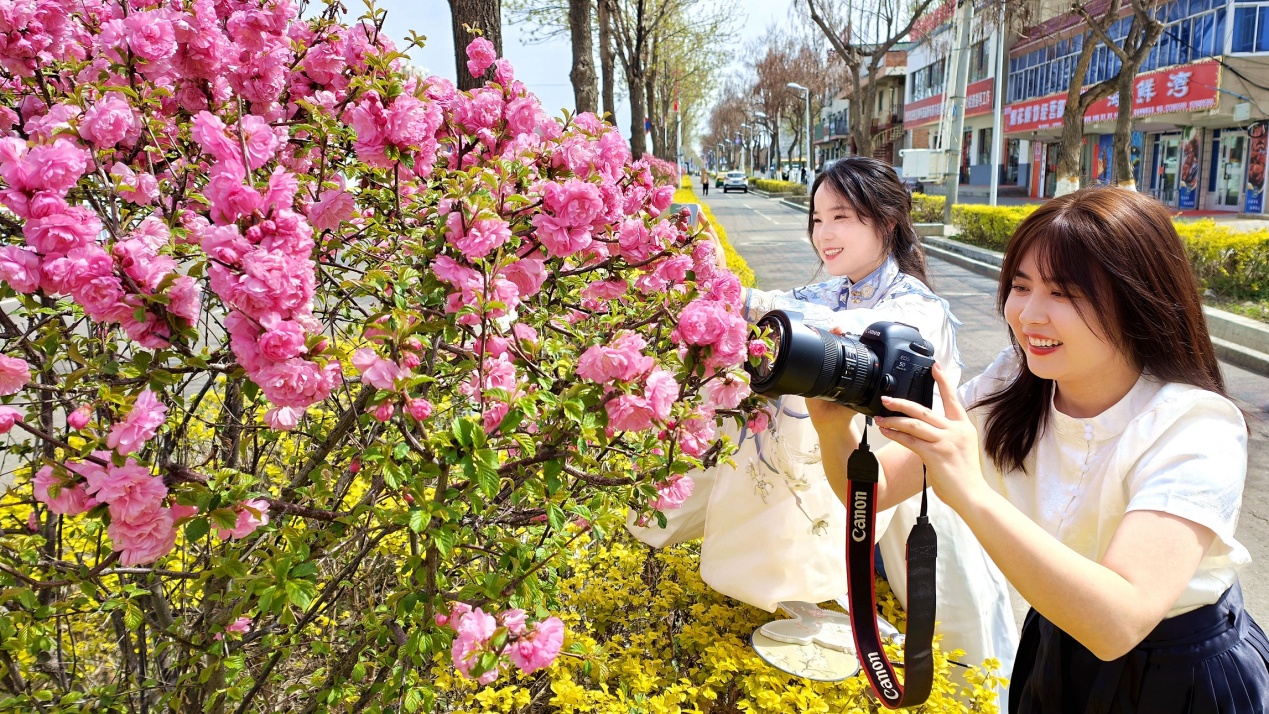 C:\Users\Administrator\Desktop\2024年4月12日，新疆察布查尔：一路&ldquo;梅&rdquo;花 与你相伴图片。华岩明摄（13999388301）\2024年4月12日，新疆察布查尔：一路&ldquo;梅&rdquo;花 与你相伴图片。华岩明摄（13999388301）\4月12日，察布查尔锡伯自治县查鲁盖街路边，游客用照相机拍下榆叶梅浪漫绽放，动人一幕。华岩明摄0f86306dcee42743b671a1f2ae36f3c_副本.jpg