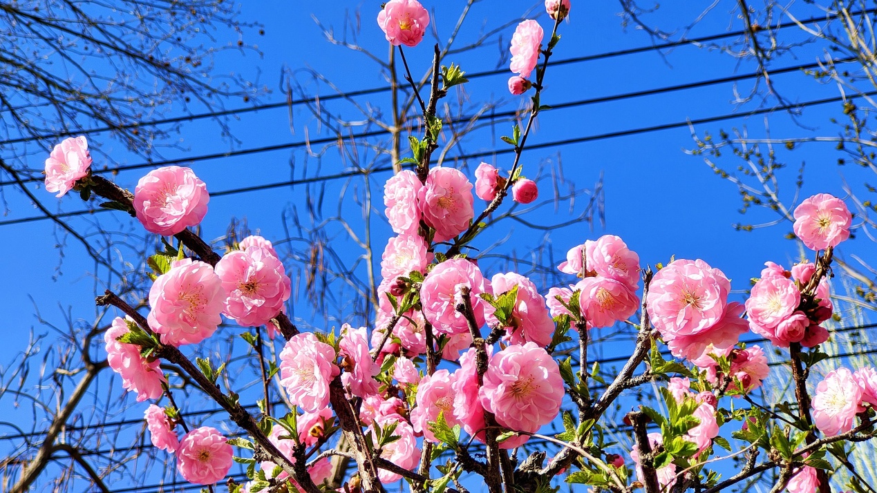 C:\Users\Administrator\Desktop\2024年4月12日，新疆察布查尔：一路&ldquo;梅&rdquo;花 与你相伴图片。华岩明摄（13999388301）\2024年4月12日，新疆察布查尔：一路&ldquo;梅&rdquo;花 与你相伴图片。华岩明摄（13999388301）\4月12日，察布查尔锡伯自治县带状公园内，一朵朵花朵荡出&ldquo;霞光&ldquo;，迎接春的精灵。华岩明摄238957bdcc594928fd8e522b326f3c0_副本.jpg