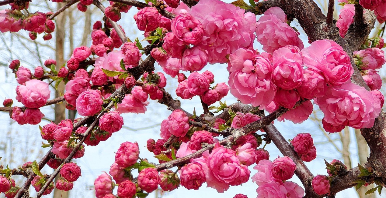 C:\Users\Administrator\Desktop\2024年4月12日，新疆察布查尔：一路&ldquo;梅&rdquo;花 与你相伴图片。华岩明摄（13999388301）\2024年4月12日，新疆察布查尔：一路&ldquo;梅&rdquo;花 与你相伴图片。华岩明摄（13999388301）\4月12日，察布查尔锡伯自治县带状公园内，榆叶梅花开满枝，鲜艳夺目。华岩明摄5b8f27814625a5fe082cdfb5a4a1392_副本.jpg