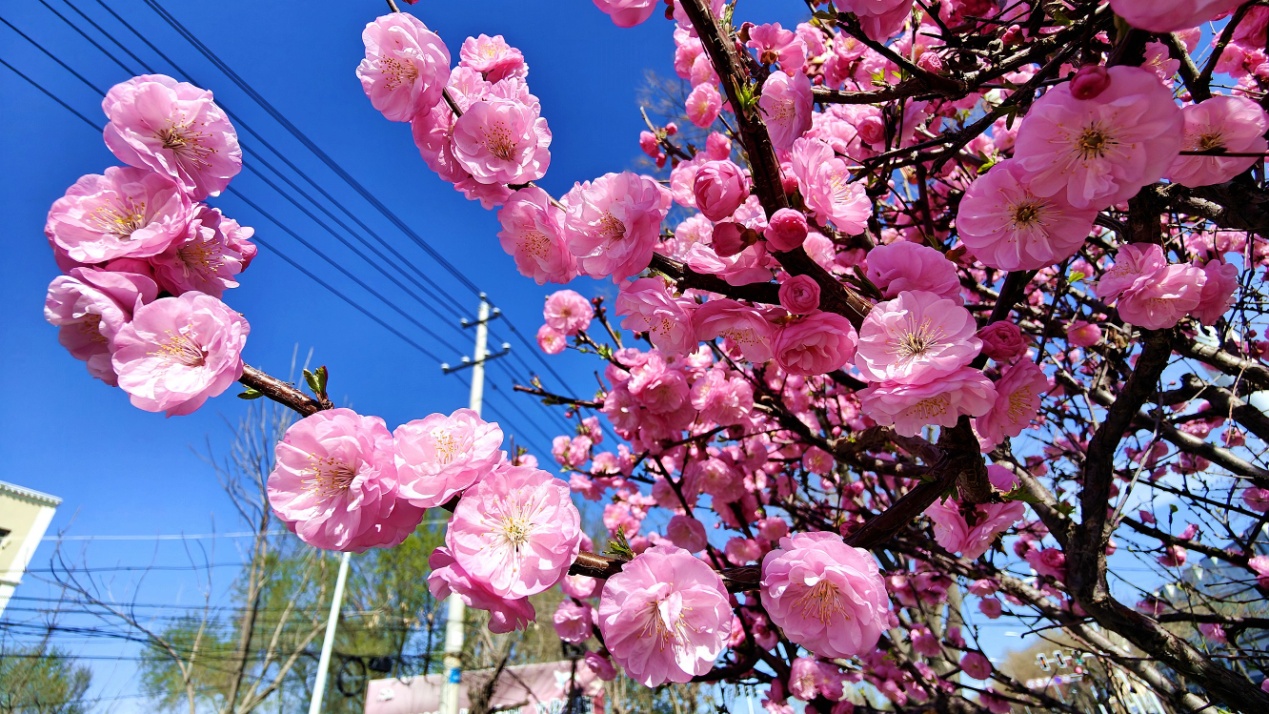 C:\Users\Administrator\Desktop\2024年4月12日，新疆察布查尔：一路&ldquo;梅&rdquo;花 与你相伴图片。华岩明摄（13999388301）\2024年4月12日，新疆察布查尔：一路&ldquo;梅&rdquo;花 与你相伴图片。华岩明摄（13999388301）\4月12日，察布查尔锡伯自治县果尔敏街头，粉红艳丽的榆叶梅花朵，迎着春风竞相绽放。华岩明摄168dbe98907e0d4c09beb3fa7558a2b_副本.jpg