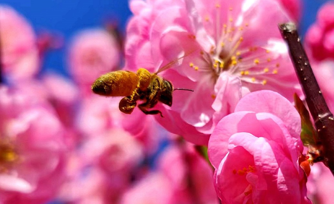 C:\Users\Administrator\Desktop\2024年4月12日，新疆察布查尔：一路&ldquo;梅&rdquo;花 与你相伴图片。华岩明摄（13999388301）\2024年4月12日，新疆察布查尔：一路&ldquo;梅&rdquo;花 与你相伴图片。华岩明摄（13999388301）\4月12日，察布查尔锡伯自治县街头，小蜜蜂在榆叶梅花朵上采蜜传粉。华岩明摄bb0a50fb9fb10ae10b165d20dffec36_副本1.jpg