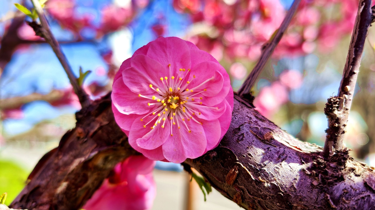 C:\Users\Administrator\Desktop\2024年4月12日，新疆察布查尔：一路&ldquo;梅&rdquo;花 与你相伴图片。华岩明摄（13999388301）\2024年4月12日，新疆察布查尔：一路&ldquo;梅&rdquo;花 与你相伴图片。华岩明摄（13999388301）\4月12日，察布查尔锡伯自治县街头，一株榆叶梅花朵华丽可爱，为春日独秀添光彩。华岩明摄7e536e2a05d00fe6a835d25e5eb9b32_副本.jpg