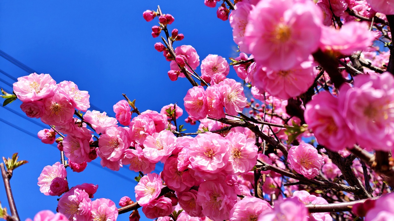 C:\Users\Administrator\Desktop\2024年4月12日，新疆察布查尔：一路&ldquo;梅&rdquo;花 与你相伴图片。华岩明摄（13999388301）\2024年4月12日，新疆察布查尔：一路&ldquo;梅&rdquo;花 与你相伴图片。华岩明摄（13999388301）\4月12日，察布查尔锡伯自治县街头，榆叶梅,争芳斗艳，芬芳吐香，令人陶醉。华岩明摄6e6eefc8b87e9a76722d6ecede27546_副本.jpg