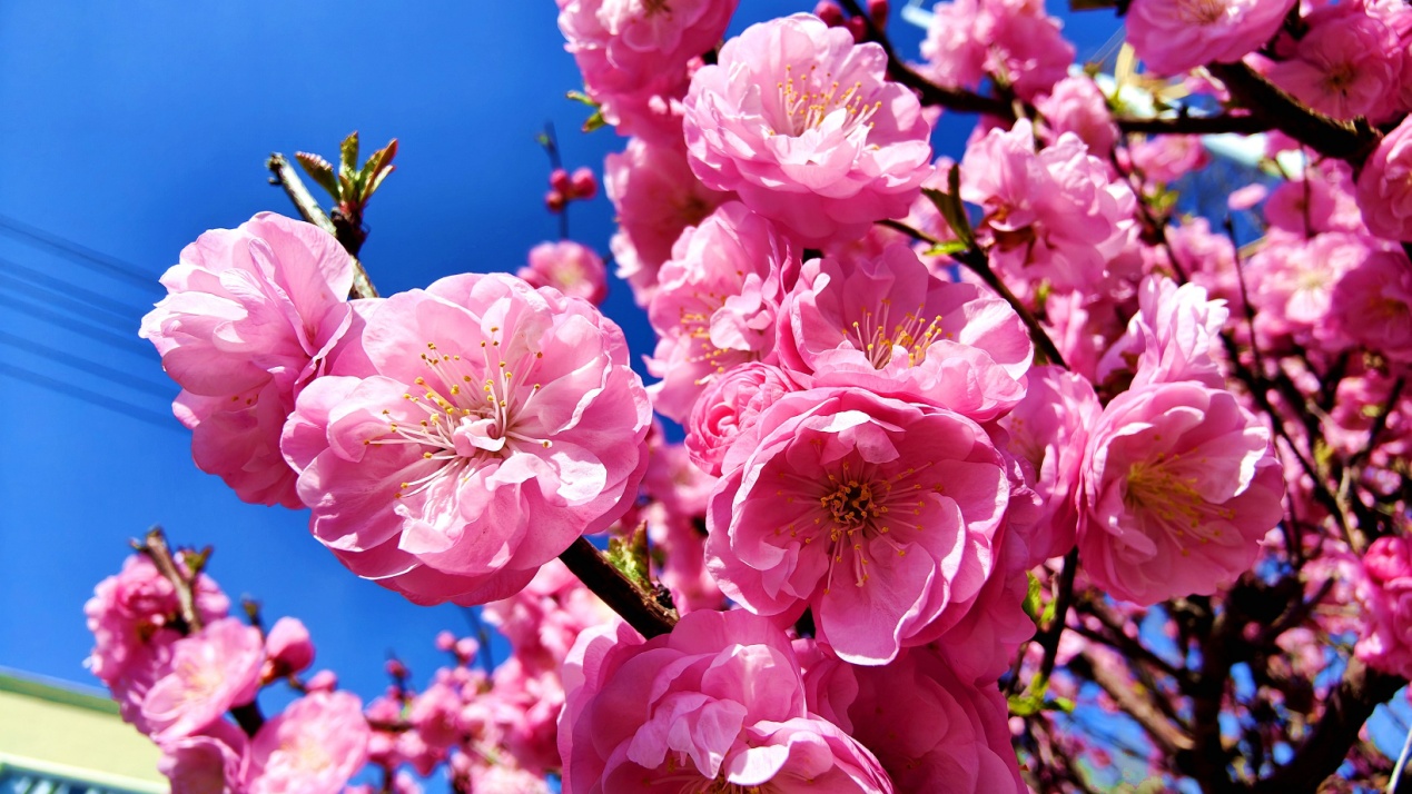 C:\Users\Administrator\Desktop\2024年4月12日，新疆察布查尔：一路&ldquo;梅&rdquo;花 与你相伴图片。华岩明摄（13999388301）\2024年4月12日，新疆察布查尔：一路&ldquo;梅&rdquo;花 与你相伴图片。华岩明摄（13999388301）\4月12日，察布查尔锡伯自治县街头，榆叶梅傲霜怒放，令人陶醉。华岩明摄aacf8b2b0be6512ad23f0bf10b120a1_副本.jpg