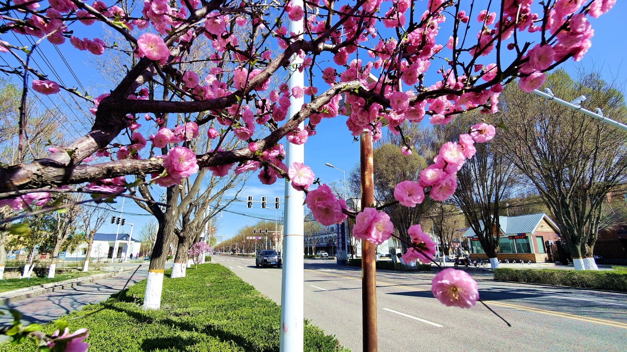 C:\Users\Administrator\Desktop\2024年4月12日，新疆察布查尔：一路&ldquo;梅&rdquo;花 与你相伴图片。华岩明摄（13999388301）\2024年4月12日，新疆察布查尔：一路&ldquo;梅&rdquo;花 与你相伴图片。华岩明摄（13999388301）\4月12日，察布查尔锡伯自治县街头，榆叶梅一路芬芳吐香，令人陶醉。华岩明摄90352ffd7da5d78ed4a13665a892feb_副本.jpg