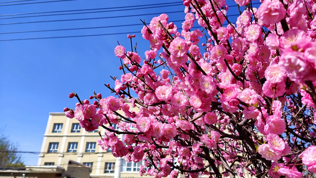 C:\Users\Administrator\Desktop\2024年4月12日，新疆察布查尔：一路&ldquo;梅&rdquo;花 与你相伴图片。华岩明摄（13999388301）\2024年4月12日，新疆察布查尔：一路&ldquo;梅&rdquo;花 与你相伴图片。华岩明摄（13999388301）\4月12日，察布查尔锡伯自治县街头，榆叶梅花繁色艳，雍容端庄，令人赞叹。华岩明摄3a136517418706b471d32d7caced8e7_副本.jpg