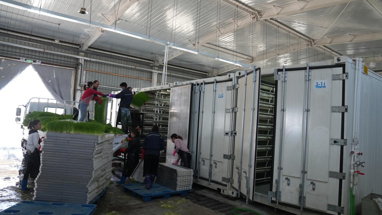 工人们正在搬装新鲜伺料