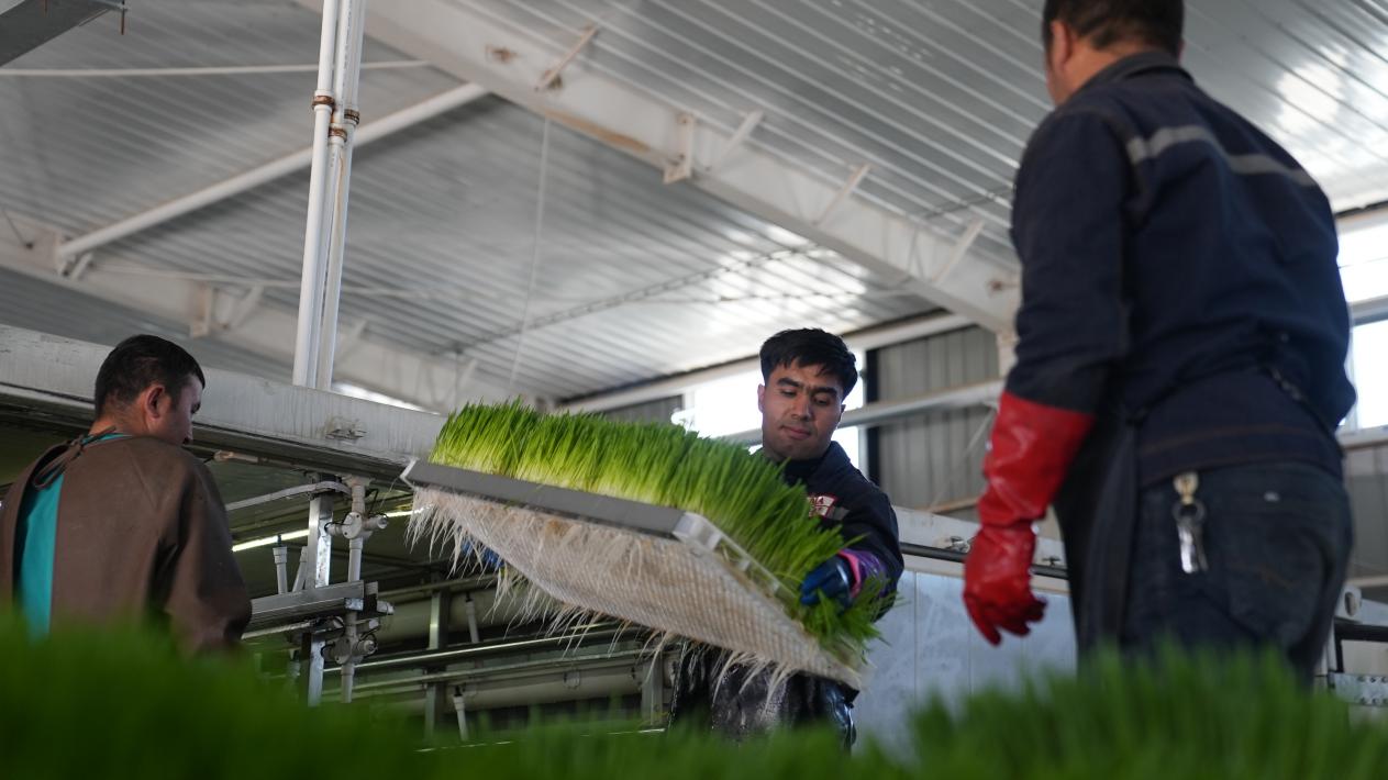 工人们正在装新鲜伺料