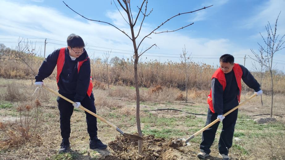 图为棉麻公司志愿者正在埋树根 陈淑航摄