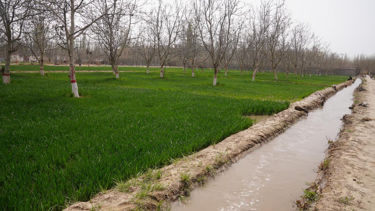 小麦种植迎来了浇第二水的最佳时期