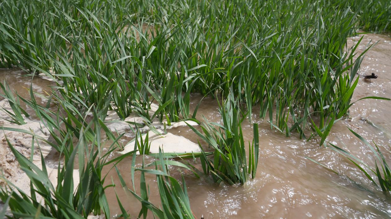 科学推进小麦春灌管理