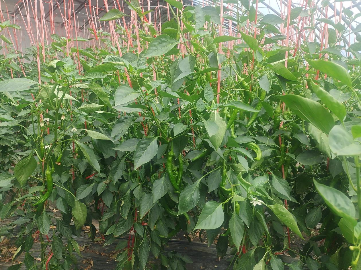 36924890135495ee3cdaaf7caacd1cf