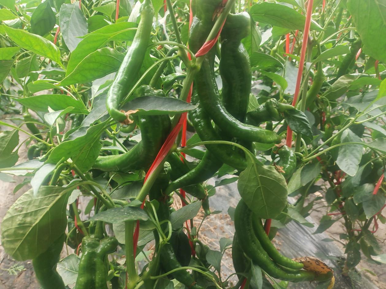 137f7498a30c4117e08fbf318c1483b