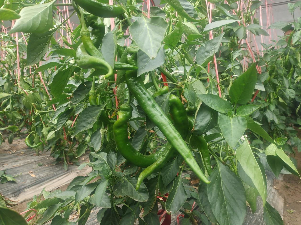 da1da03e11af0970e526bd74103c0bb