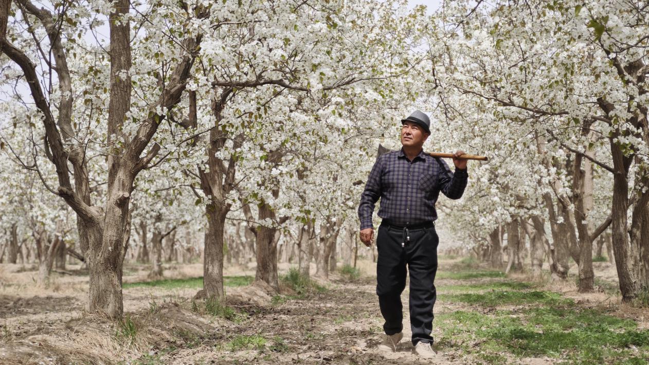 种植苹果长达32载,将50亩土地打造成了一片硕果累累的果园