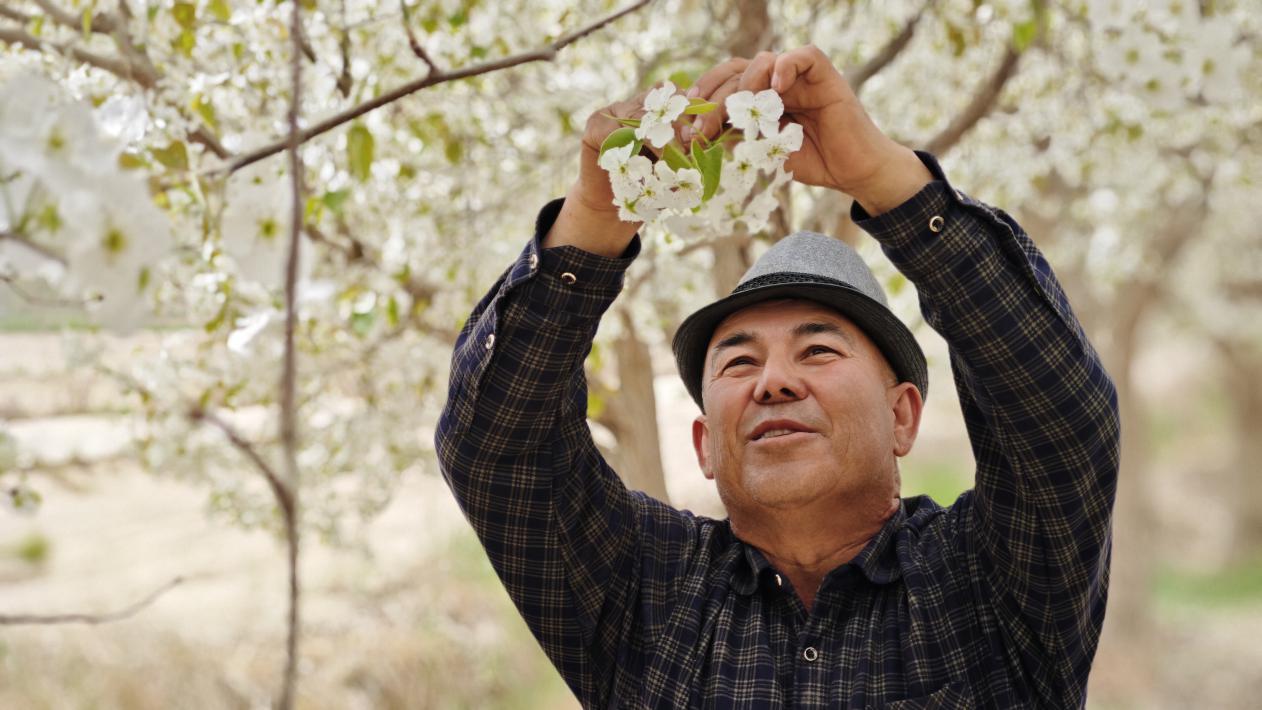 查看苹果花授粉情况