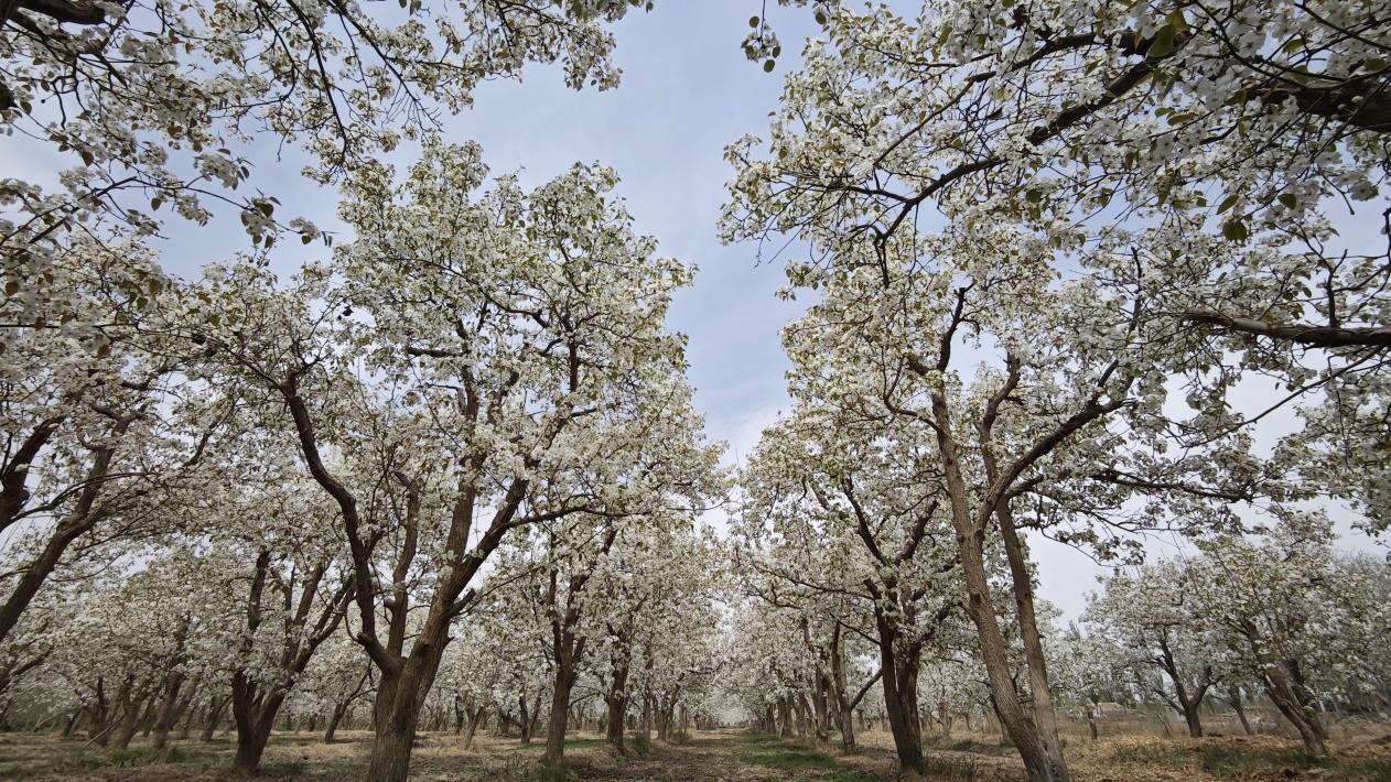 繁花盛开的苹果园