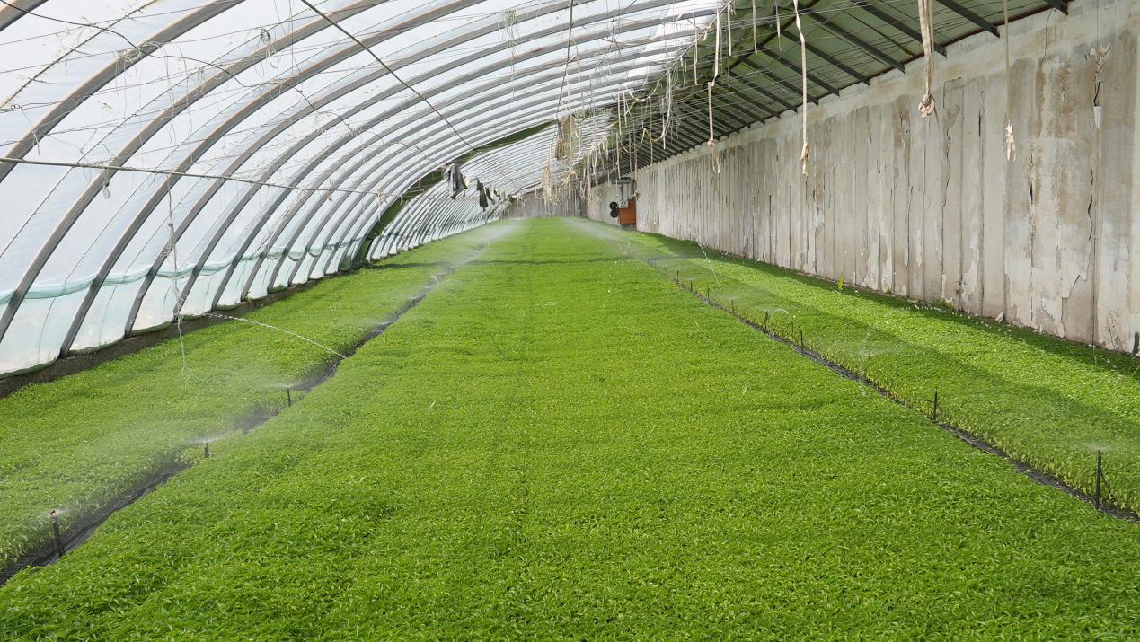 新疆金源农业科技发展有限公司辣椒育苗大棚