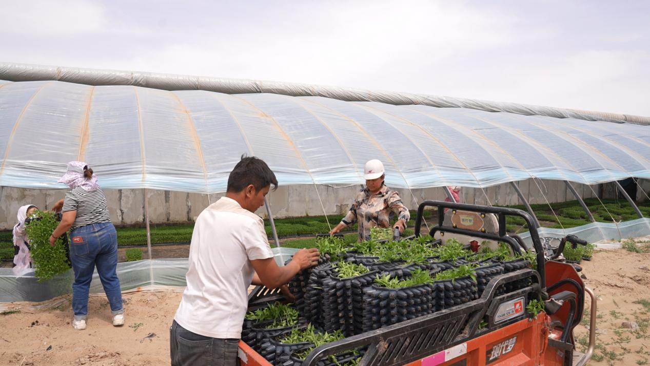 辣椒种植大户正忙碌地挑选着心仪的辣椒苗