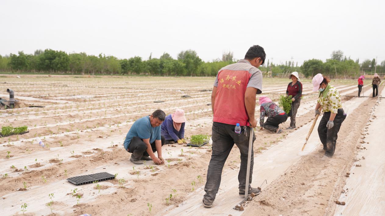 农民们正在忙碌地进行移栽工作