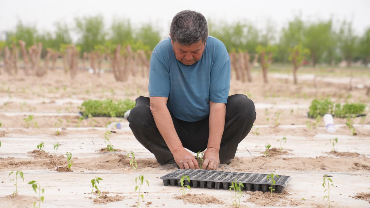 村民努尔瓦克·哈力克忙碌地进行移栽工作