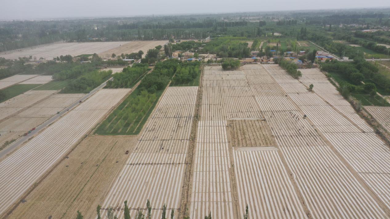 墨玉县计划将特色辣椒种植面积扩大到1.97万亩