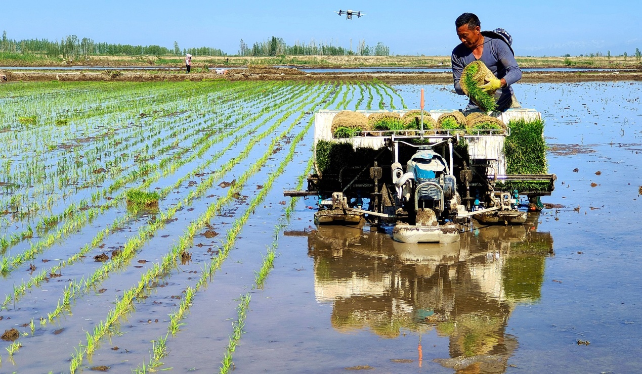 C:\Users\Administrator\Desktop\2024年5月10日,新疆察布查尔:“稻米之乡”水稻插秧忙图片。华岩明摄(13999388301)\2024年5月10日,新疆察布查尔:“稻米之乡”水稻插秧忙图片。华岩明摄(13999388301)\5月10日,安定村的水稻种植户开始插秧。华岩明摄a81ca4989f2cdf28aa51c17de660a79.jpg