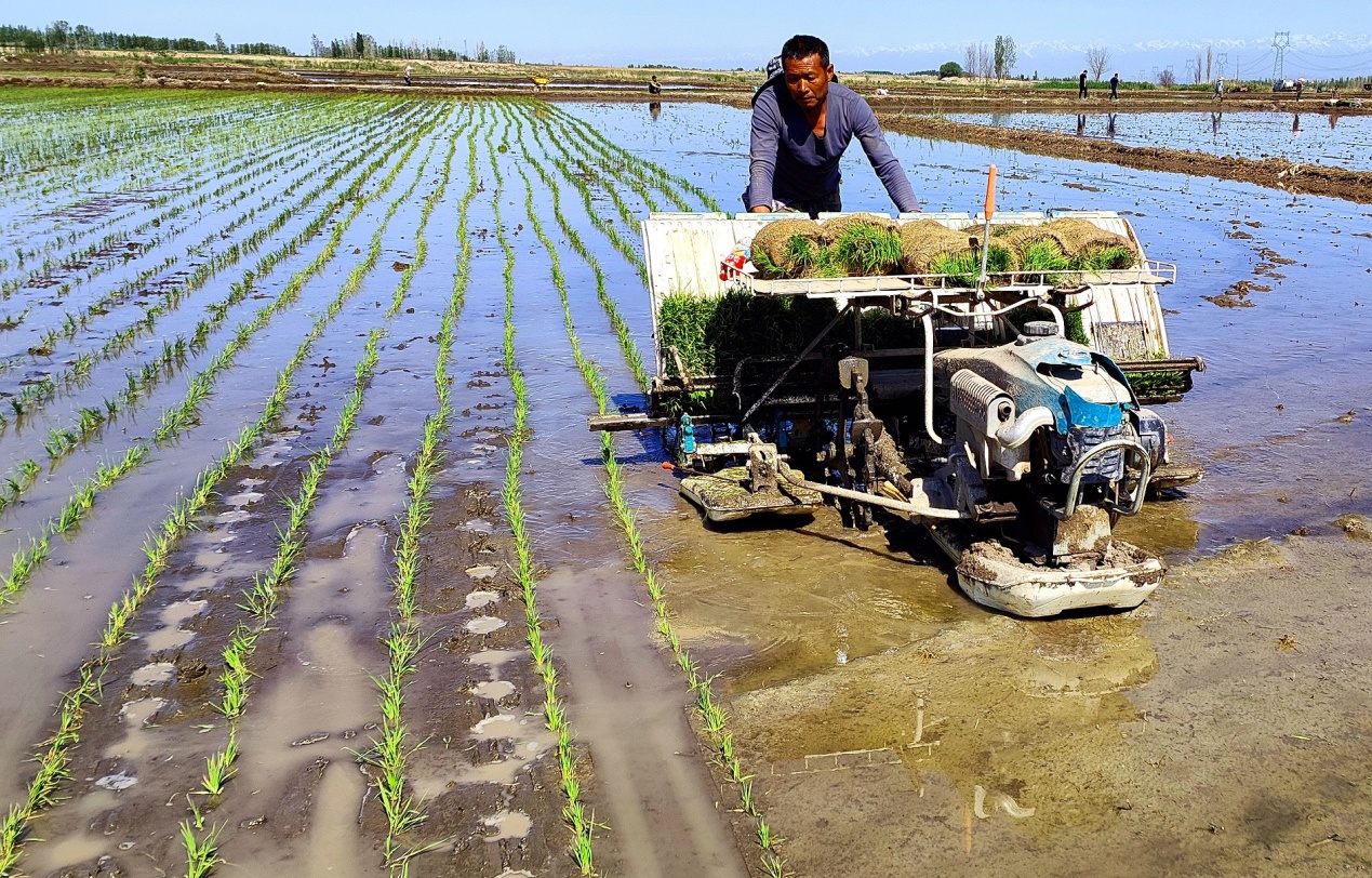 C:\Users\Administrator\Desktop\2024年5月10日,新疆察布查尔:“稻米之乡”水稻插秧忙图片。华岩明摄(13999388301)\2024年5月10日,新疆察布查尔:“稻米之乡”水稻插秧忙图片。华岩明摄(13999388301)\5月10日,在安定村,稻农驾驶手扶式插秧机在稻田里来回穿梭忙着插秧。华岩明摄1d96733644685a9abe45fd549ee98b31.jpg