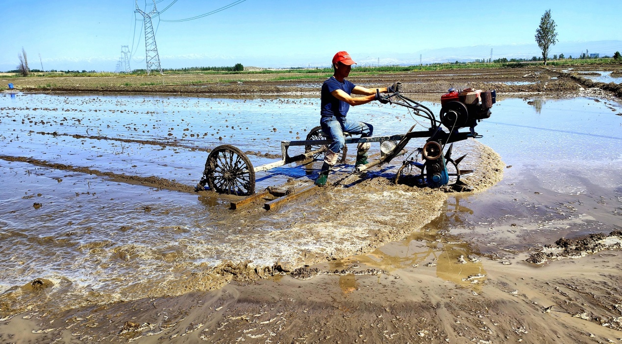 C:\Users\Administrator\Desktop\2024年5月10日,新疆察布查尔:“稻米之乡”水稻插秧忙图片。华岩明摄(13999388301)\2024年5月10日,新疆察布查尔:“稻米之乡”水稻插秧忙图片。华岩明摄(13999388301)\5月10日,在安定村,稻农驾驶水田整地机在放水泡田里忙着整地。华岩明摄c7b7b47f0bd3f4ecd8a558e35d36f33.jpg