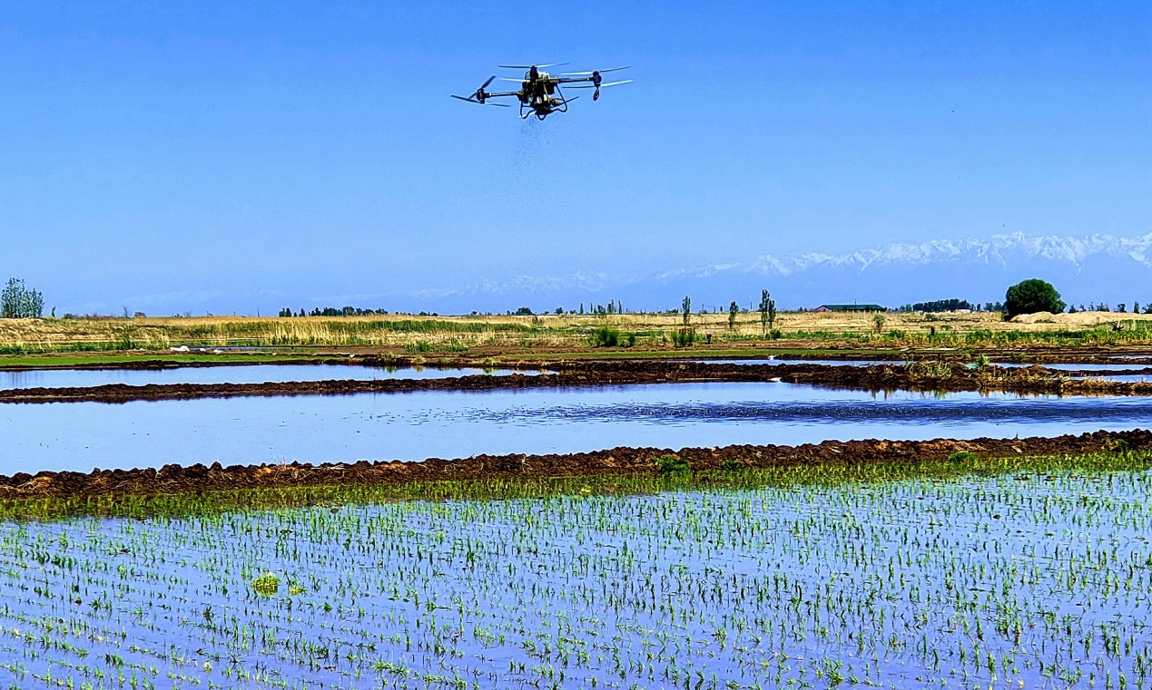 C:\Users\Administrator\Desktop\2024年5月10日,新疆察布查尔:“稻米之乡”水稻插秧忙图片。华岩明摄(13999388301)\2024年5月10日,新疆察布查尔:“稻米之乡”水稻插秧忙图片。华岩明摄(13999388301)\5月10日,在安定村的稻田上空,一架植保无人机来回穿梭施肥和喷洒除草剂作业。华岩明摄b0a0b06719f5cf6af455ba847672b1f.jpg