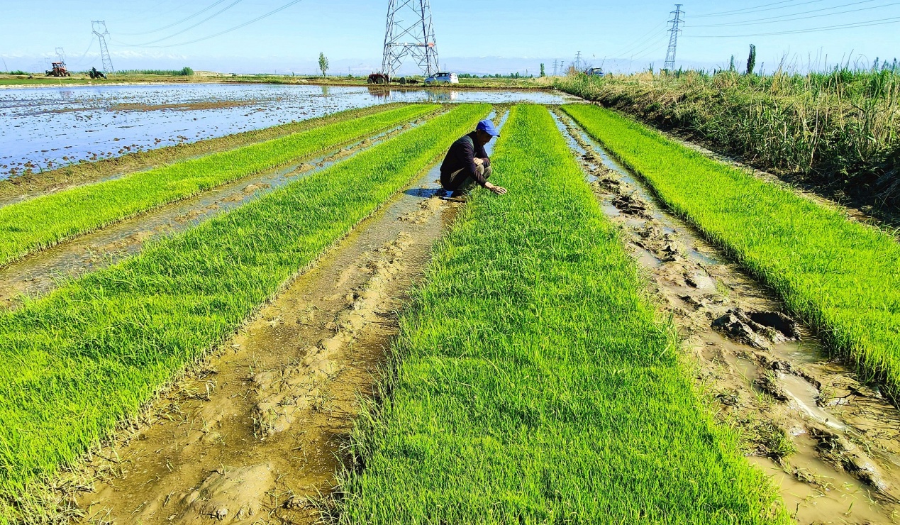 C:\Users\Administrator\Desktop\2024年5月10日,新疆察布查尔:“稻米之乡”水稻插秧忙图片。华岩明摄(13999388301)\2024年5月10日,新疆察布查尔:“稻米之乡”水稻插秧忙图片。华岩明摄(13999388301)\5月10日,在安定村一处长势喜人的秧苗。华岩明摄c4f9113121852c9f21c87deba29eb78.jpg