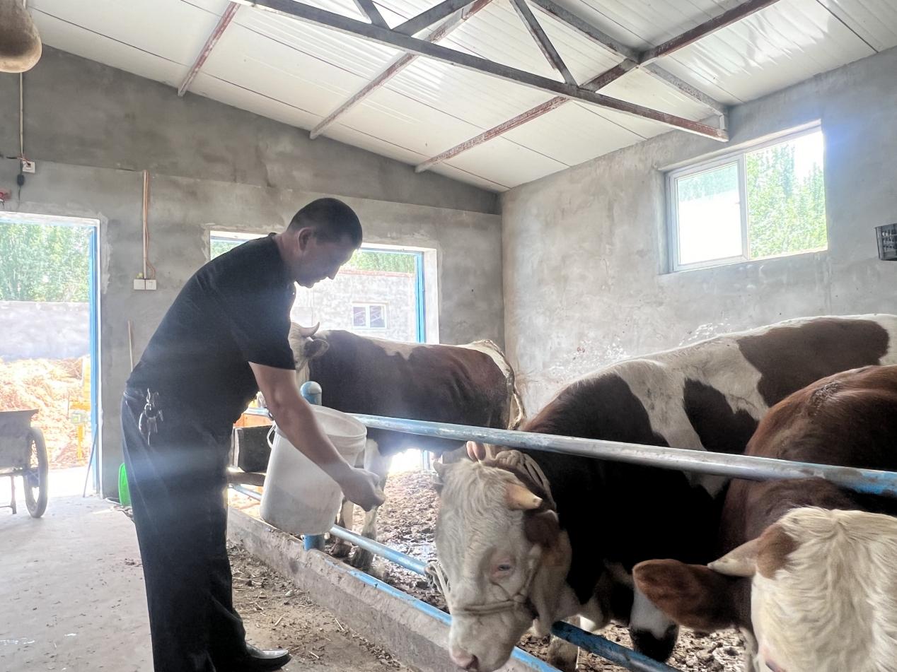 阿卜杜克尤木·百克力正在给牛喂饲料