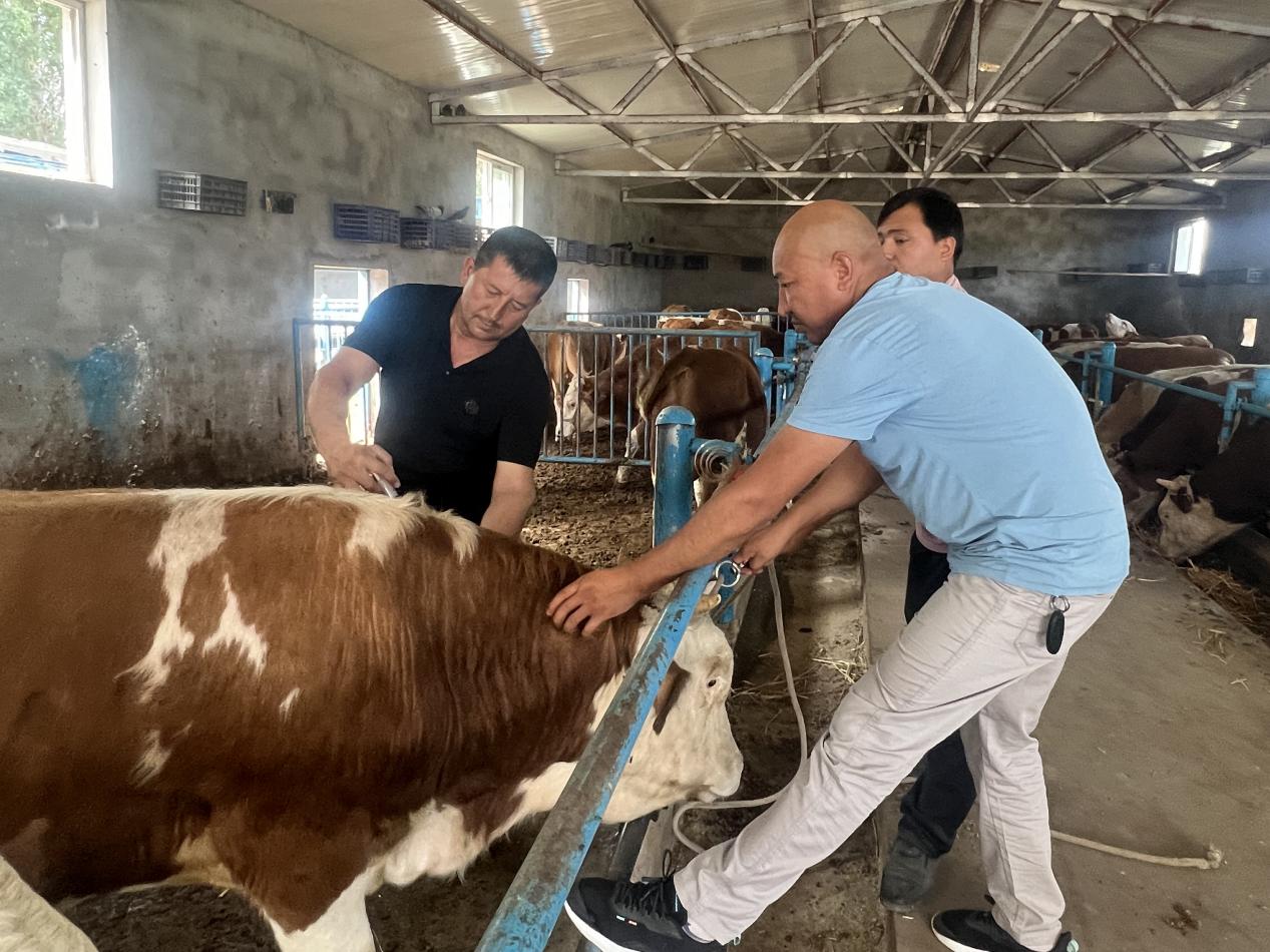 阿卜杜克尤木·百克力给牛打疫苗