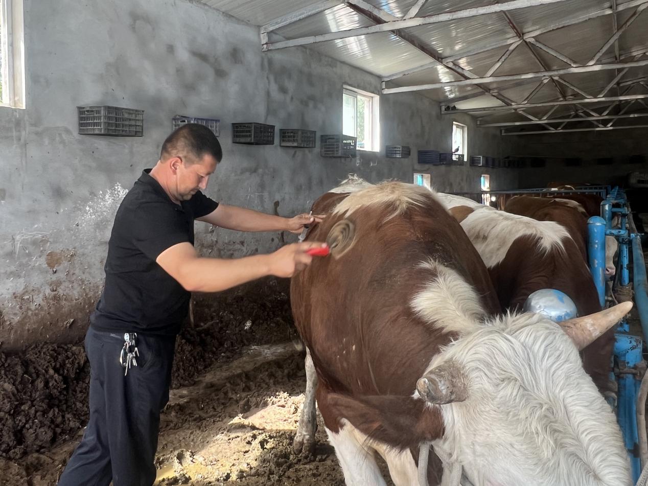 阿卜杜克尤木·百克力给牛梳理毛发