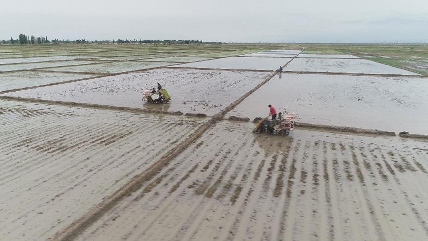 2024年水稻插秧 (3)