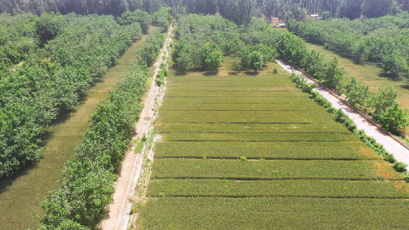 麦田里逐渐成熟的小麦