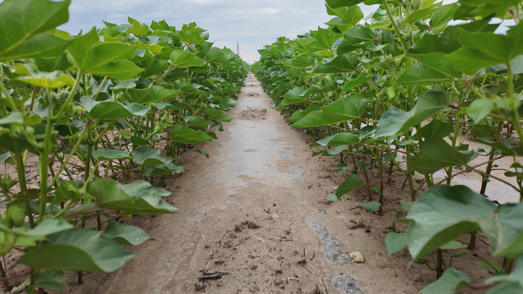 微信图片_20240614103457