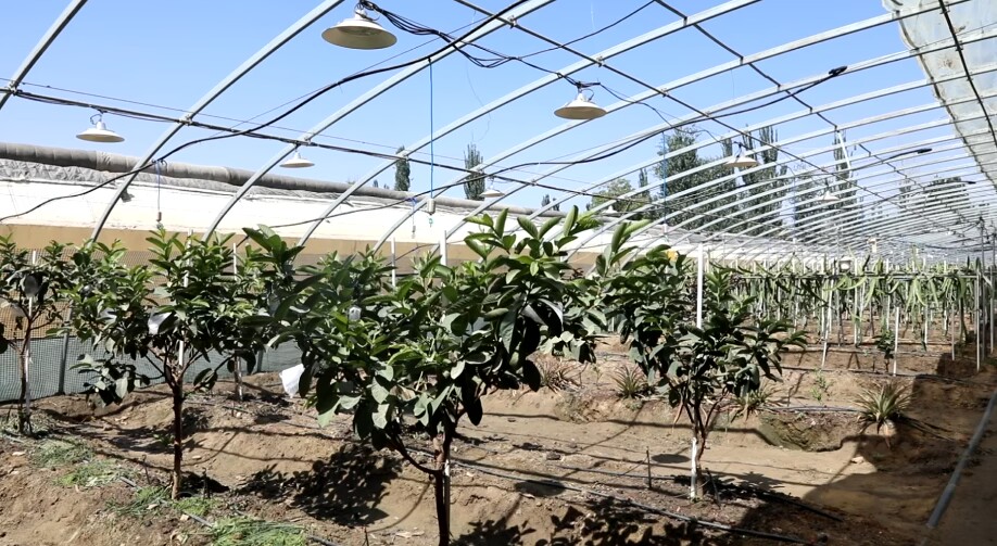 阿依玛克村特色大棚,种有芭乐果、引进葡萄等