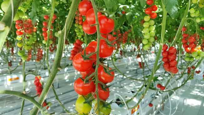 微信图片_20240627122621