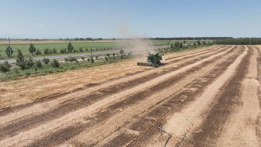 2024年小麦收割、 (3)