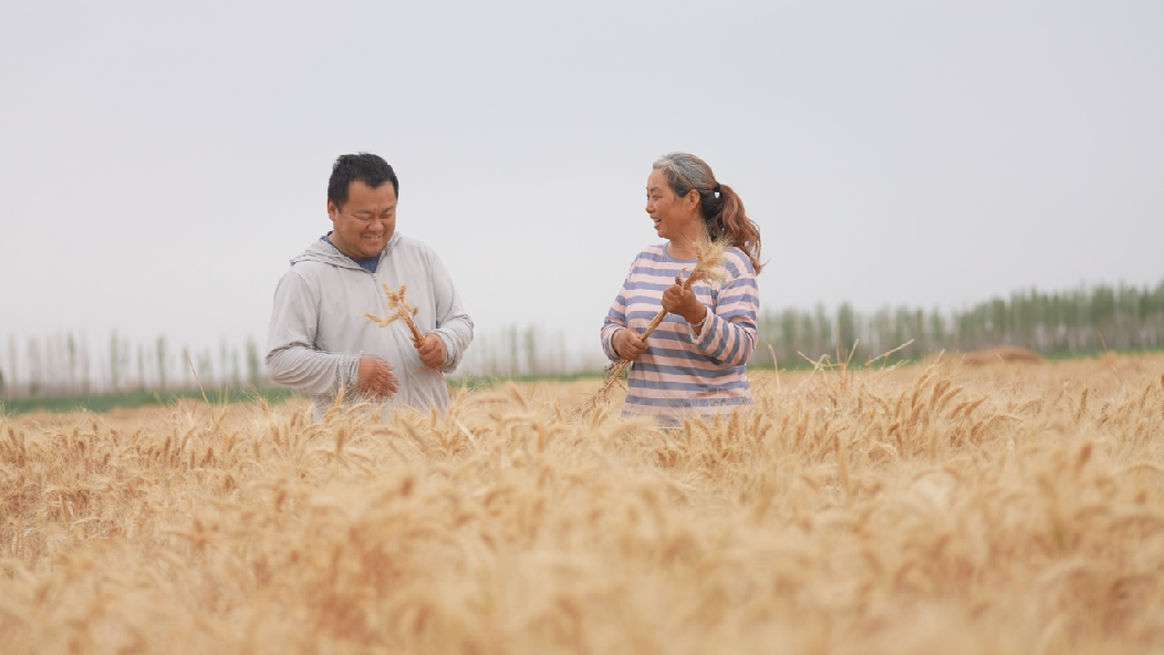 2024年小麦收割、 (6)