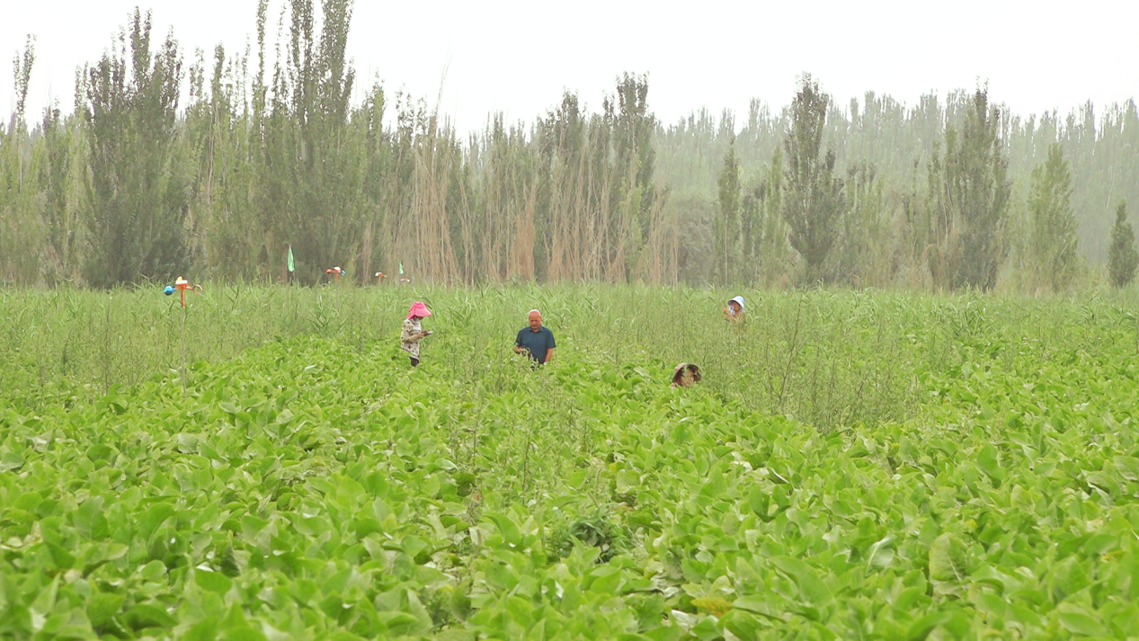 在辣根田里正在忙于除草的村民。