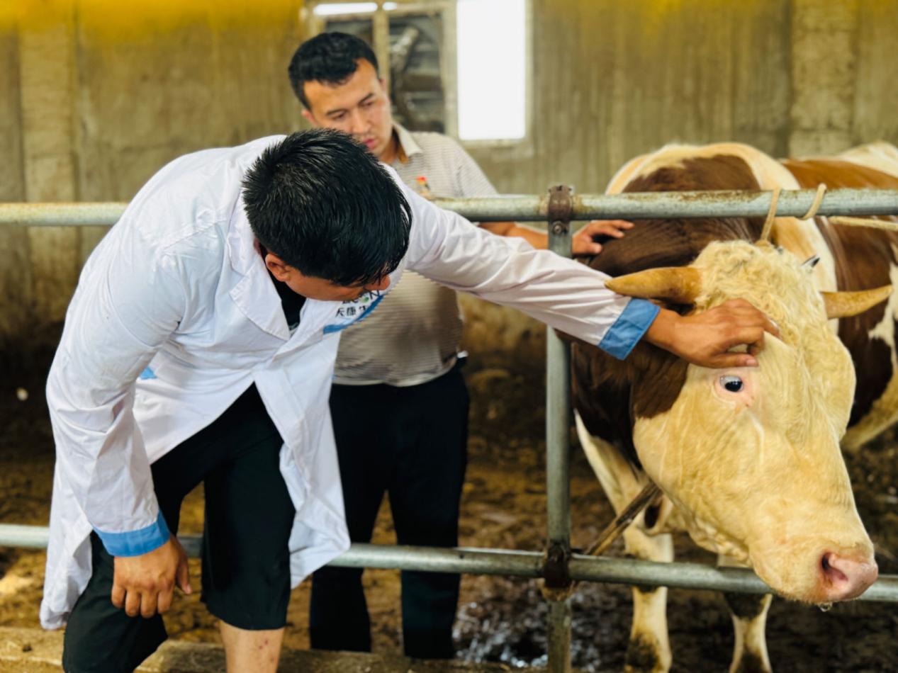 畜牧站技术人员走访查看辖区肉牛养殖情况