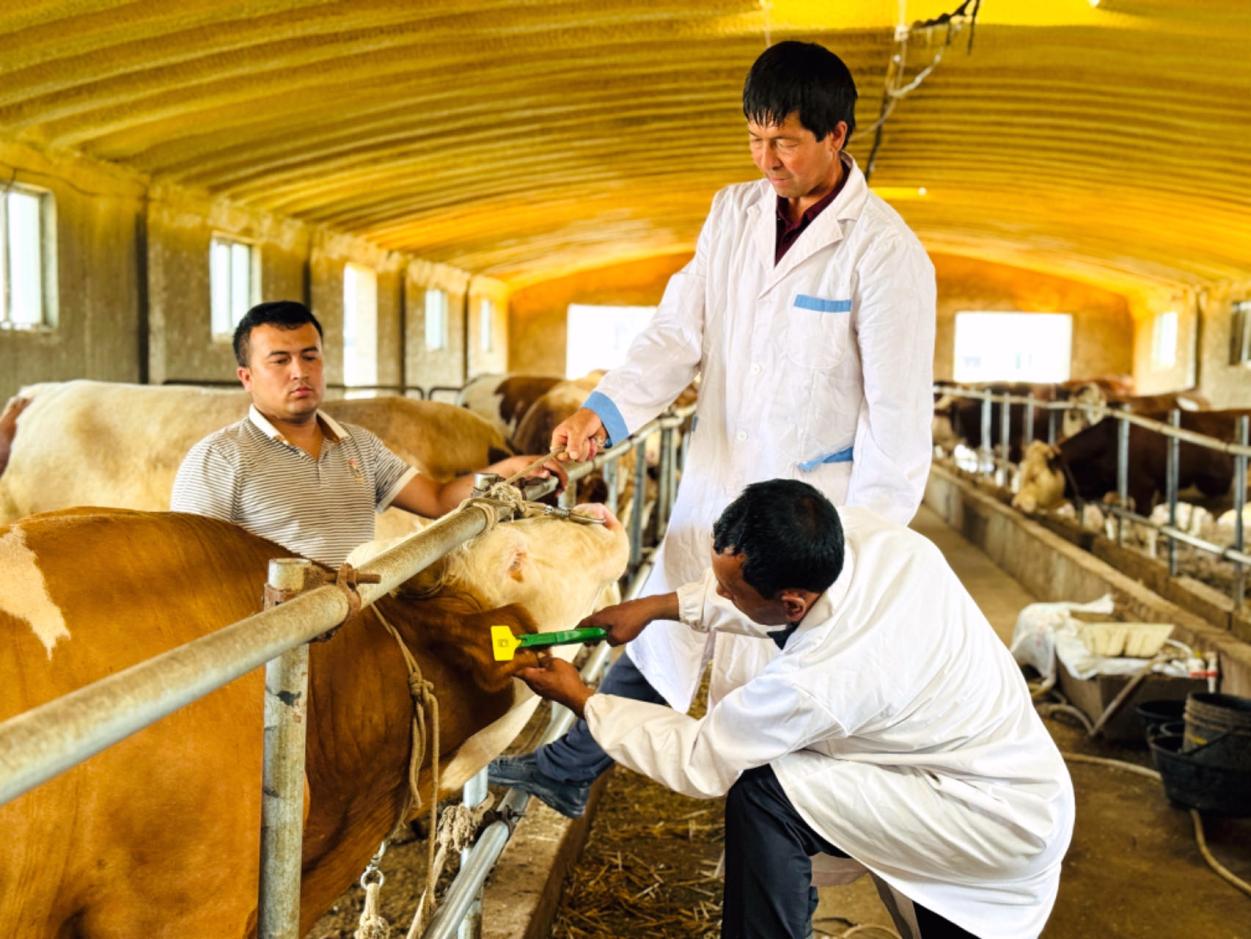 畜牧技术员给牛打疫苗