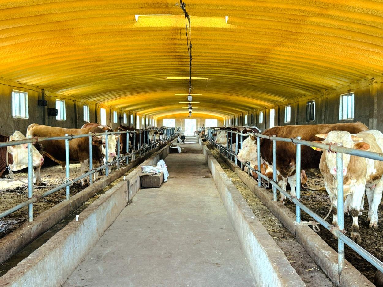 在技术员和养殖户的悉心照料下,英也尔乡坎特艾日克(3)村肉牛健康生长