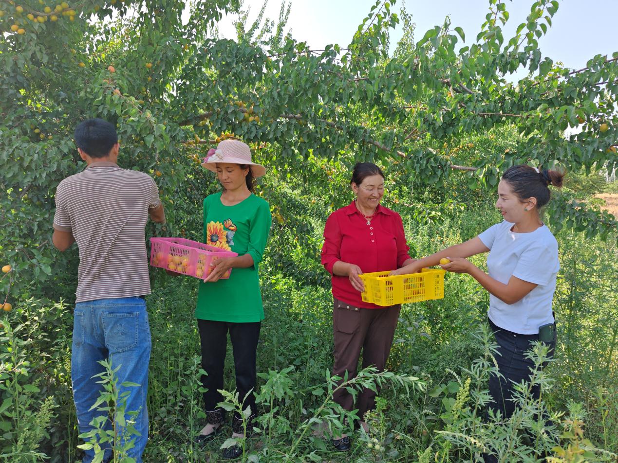 干部群众一起采摘鲜杏